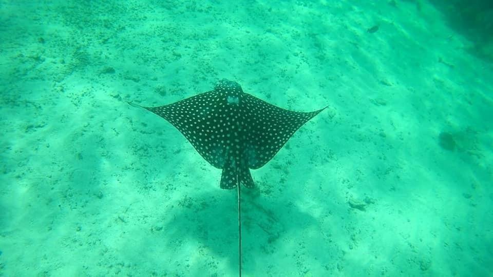 Hotel Blue Reef Frente Al Mar マアウアル エクステリア 写真